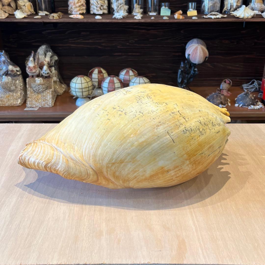 は*ん様 激レア　巨大　オーストラリア産　イナズマツノヤシ