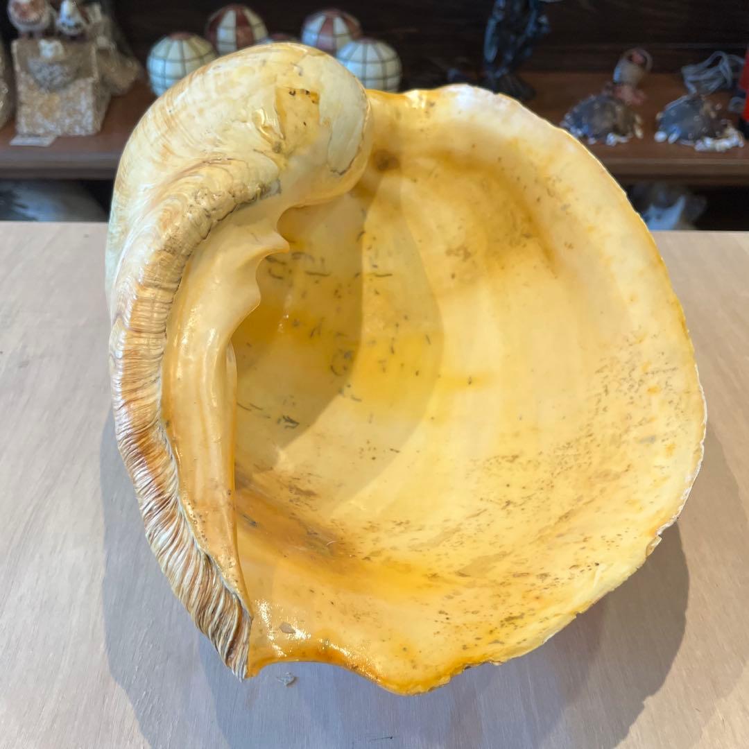 は*ん様 激レア　巨大　オーストラリア産　イナズマツノヤシ