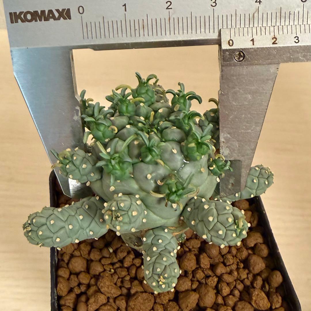 u*5様 タコモノ ユーフォルビア ラミグランス 実生