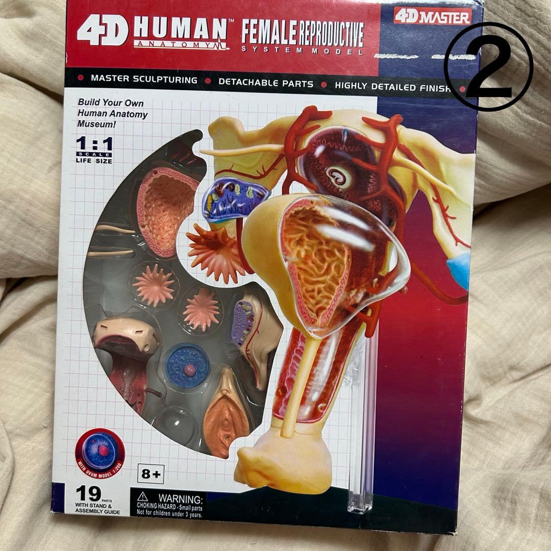 4D HUMAN ANATOMY 人体模型/成人/婦人科/泌尿器科　新品