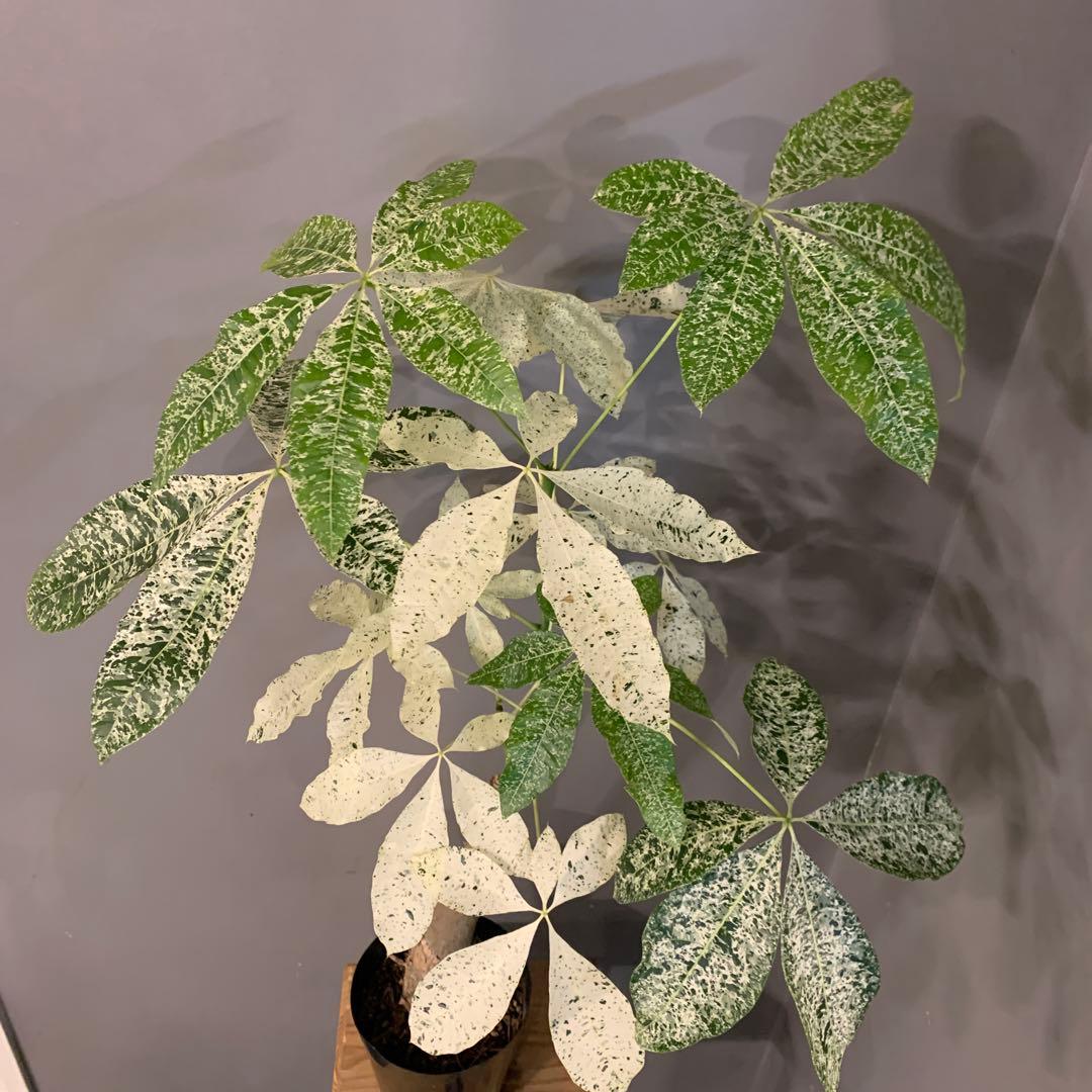 パキラ ミルキーウェイ 5号 2