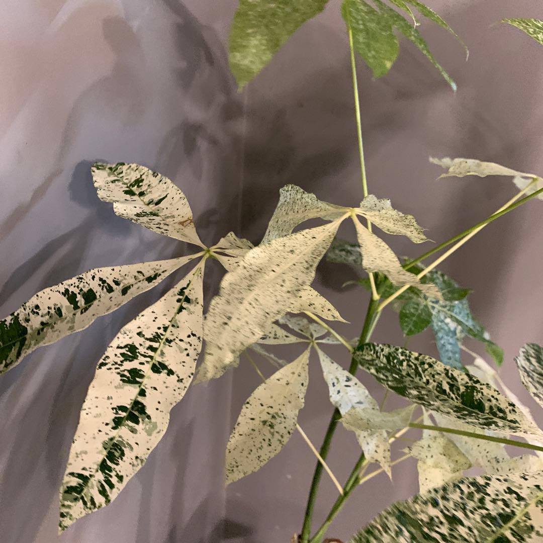 パキラ ミルキーウェイ 5号 2