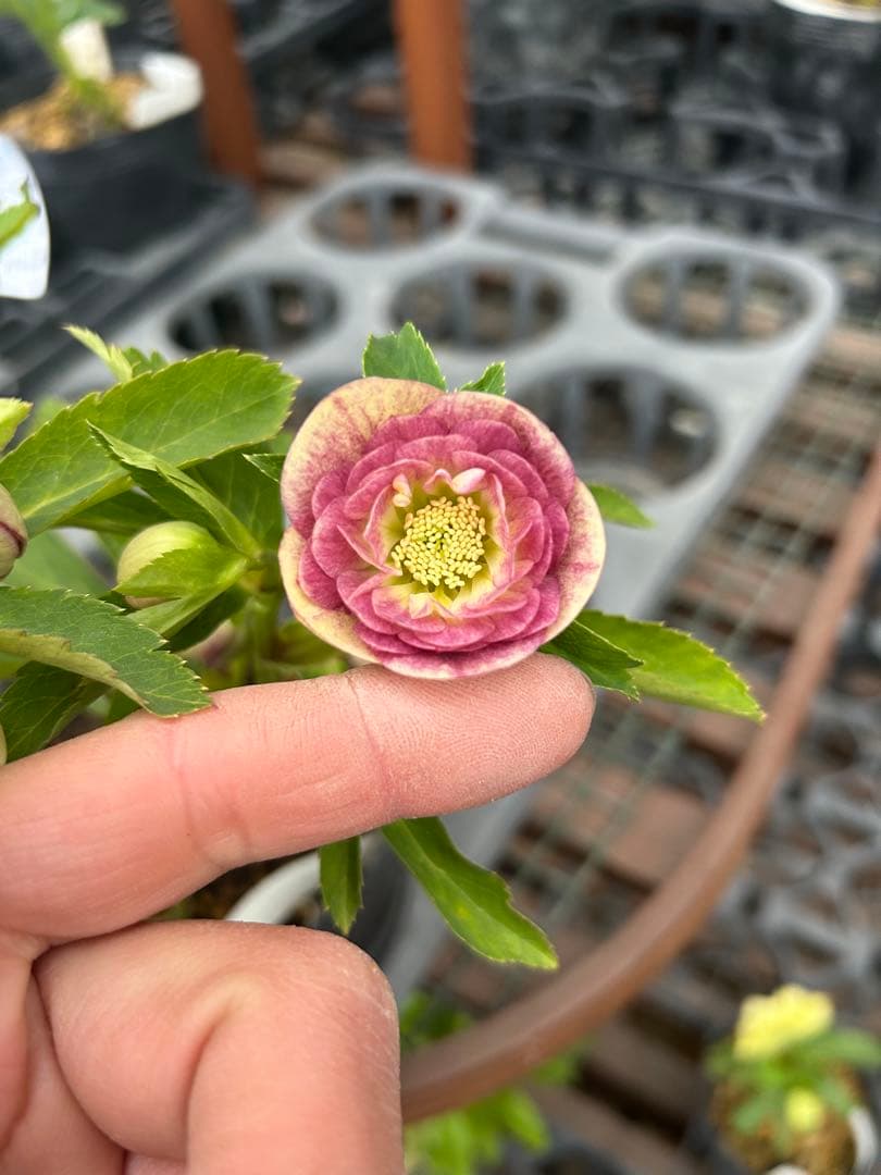 加藤農園 イエロープリマヴェーラ クリスマスローズ 同梱可能