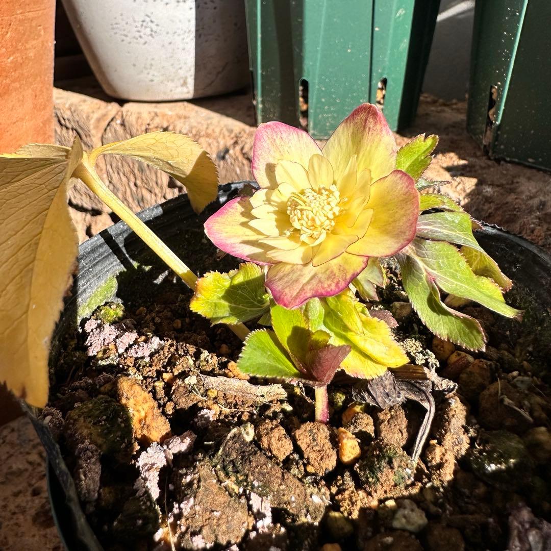 クリスマスローズ　蜃気楼 dd 大木ナーサリー　交配苗