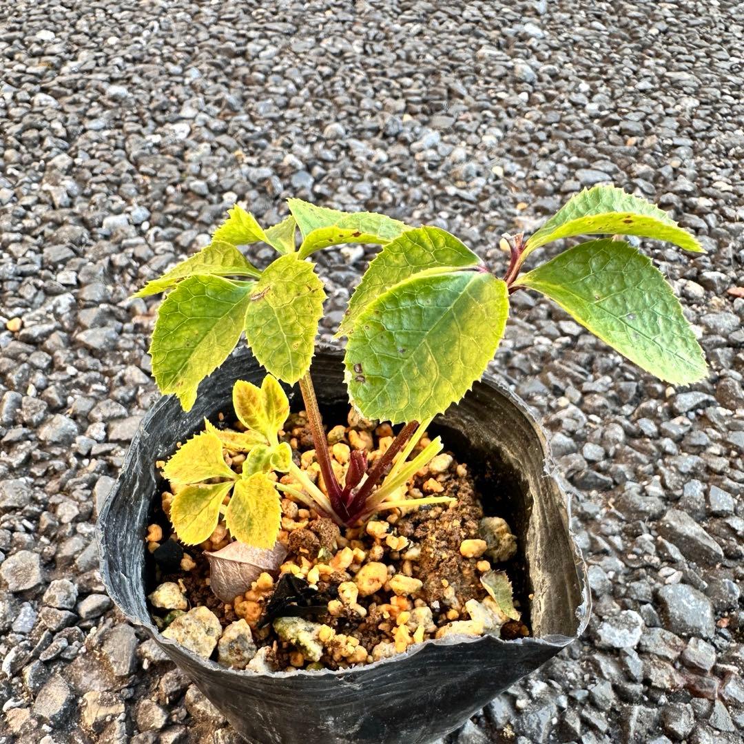 クリスマスローズ　蜃気楼 dd 大木ナーサリー　交配苗