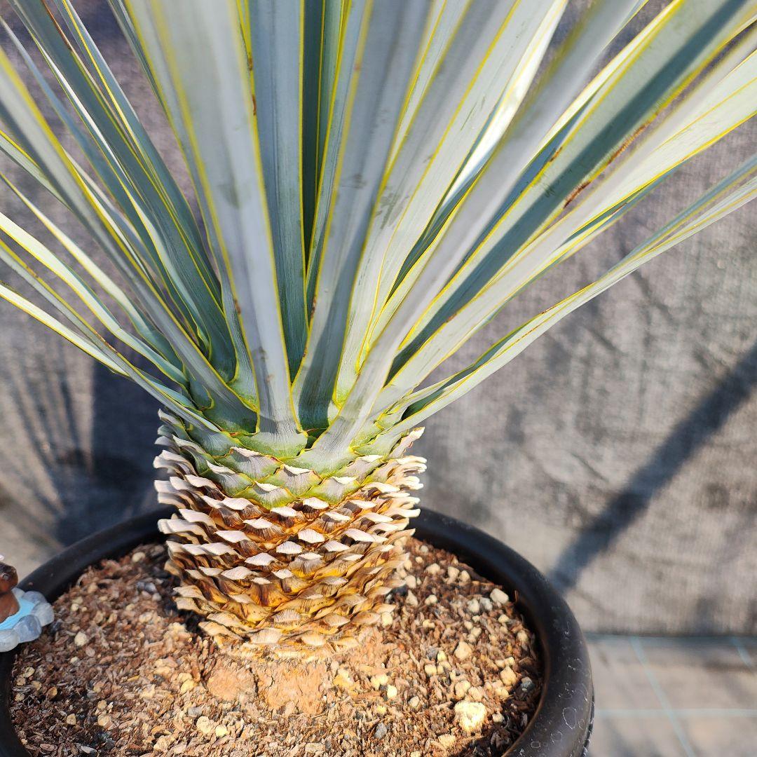 さ*な様 ユッカ ロストラータ Hybrid No.3