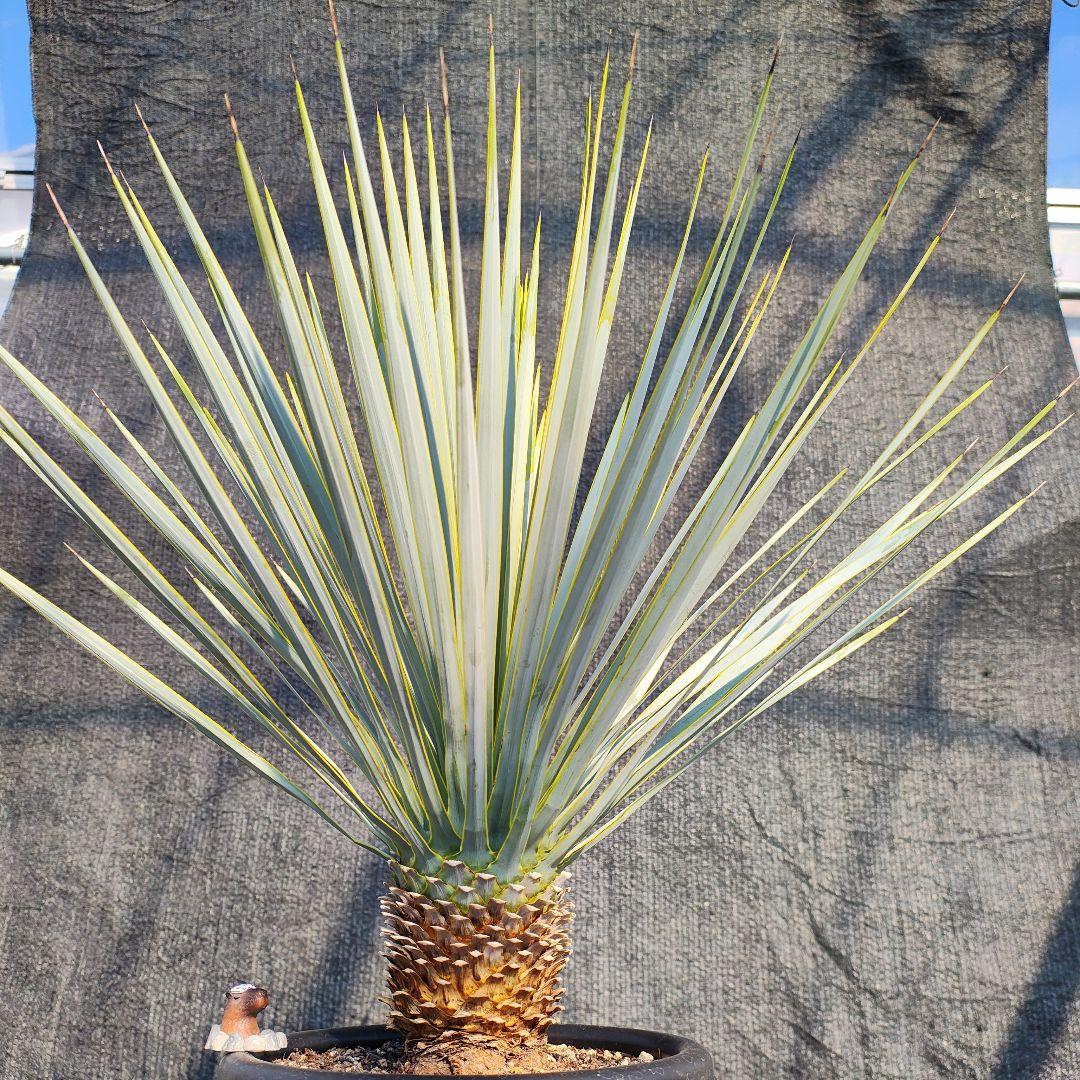 さ*な様 ユッカ ロストラータ Hybrid No.3