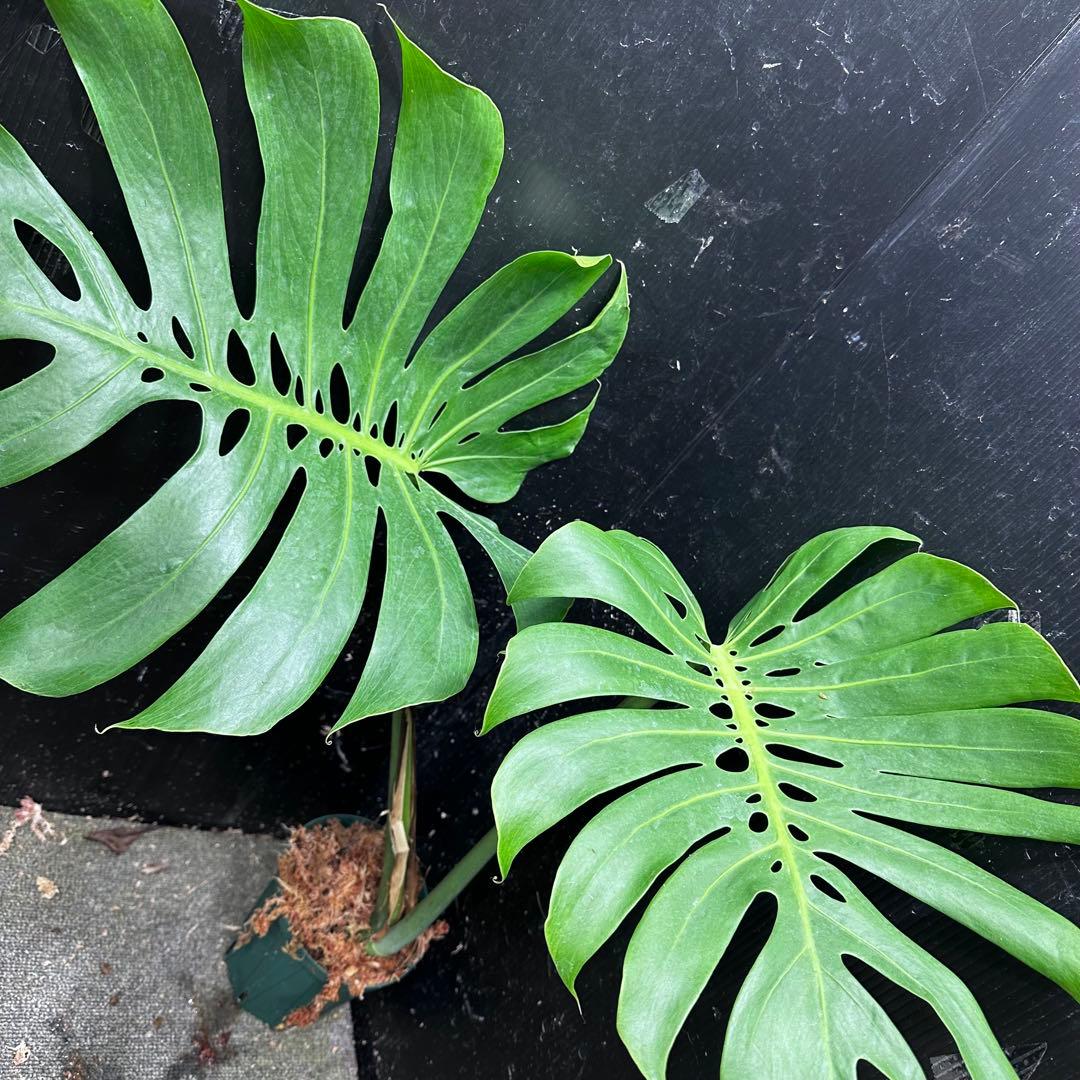 A*】様 モンステラデリシオーサマクロコズム超希少系統鉢植え64㎝