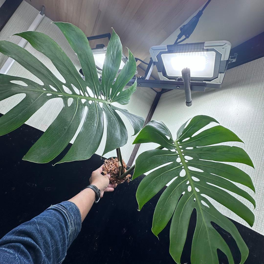 A*】様 モンステラデリシオーサマクロコズム超希少系統鉢植え64㎝