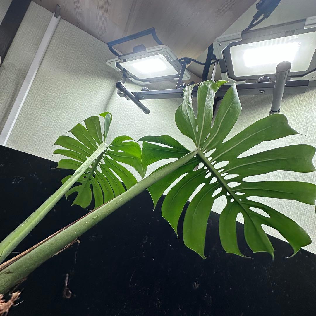 A*】様 モンステラデリシオーサマクロコズム超希少系統鉢植え64㎝