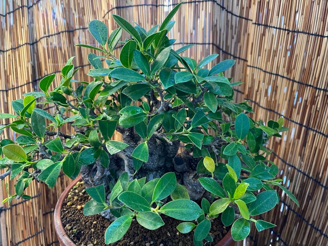 ✨✨✨superガジュマル【◎ジブリの世界】検/イボガジュマル♪セール♪