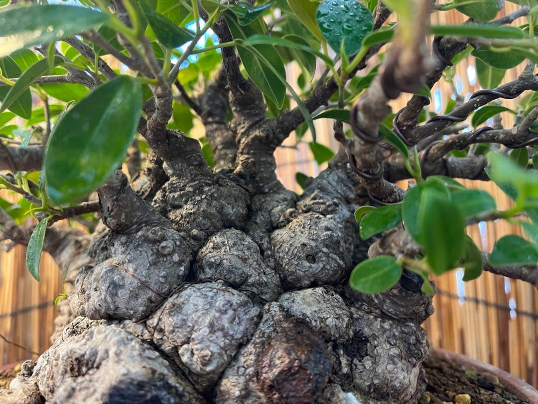 ✨✨✨superガジュマル【◎ジブリの世界】検/イボガジュマル♪セール♪