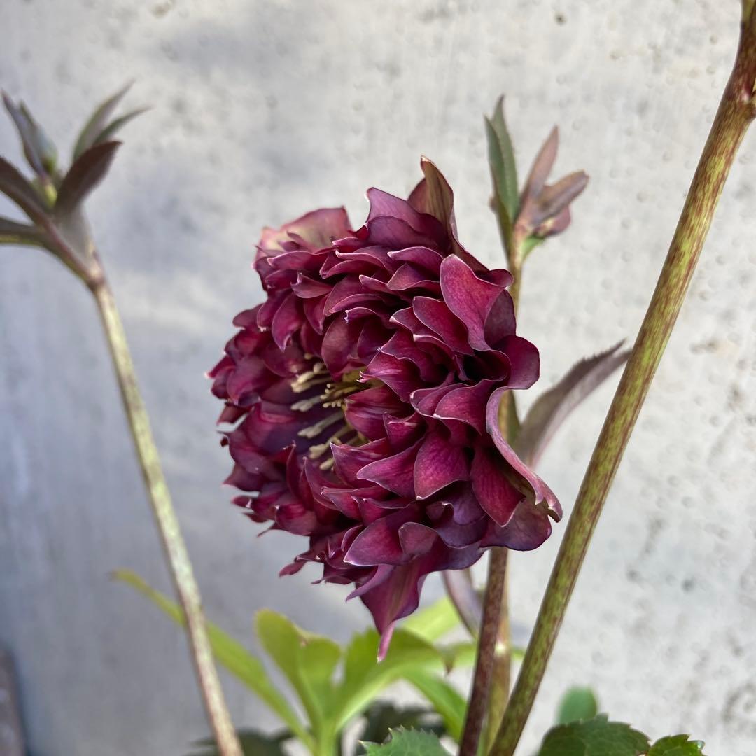 クリスマスローズ　開花株　4.5寸 　広瀬園芸　MIYABIです。