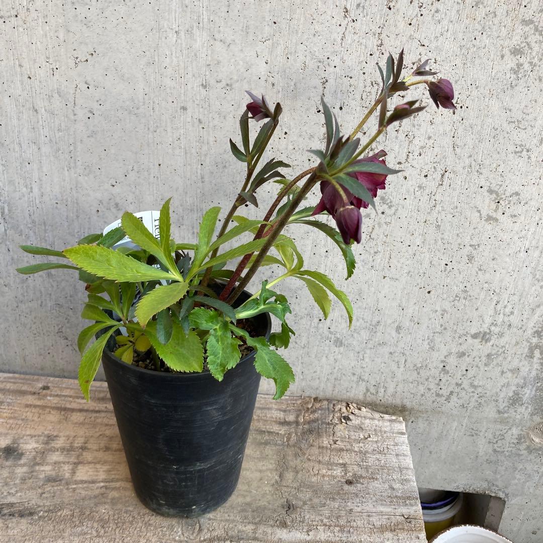 クリスマスローズ　開花株　4.5寸 　広瀬園芸　MIYABIです。