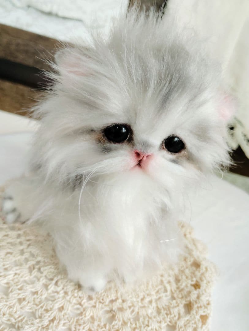 ペルシャベビー♡子猫のシュガーちゃん♡アートドール♡ぬいぐるみ♡