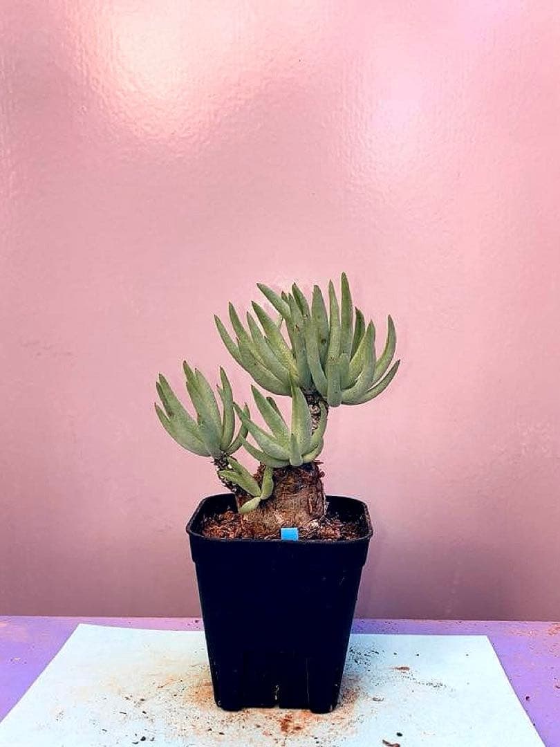 《2.5号B》チレコドン ペアルソニー　白象