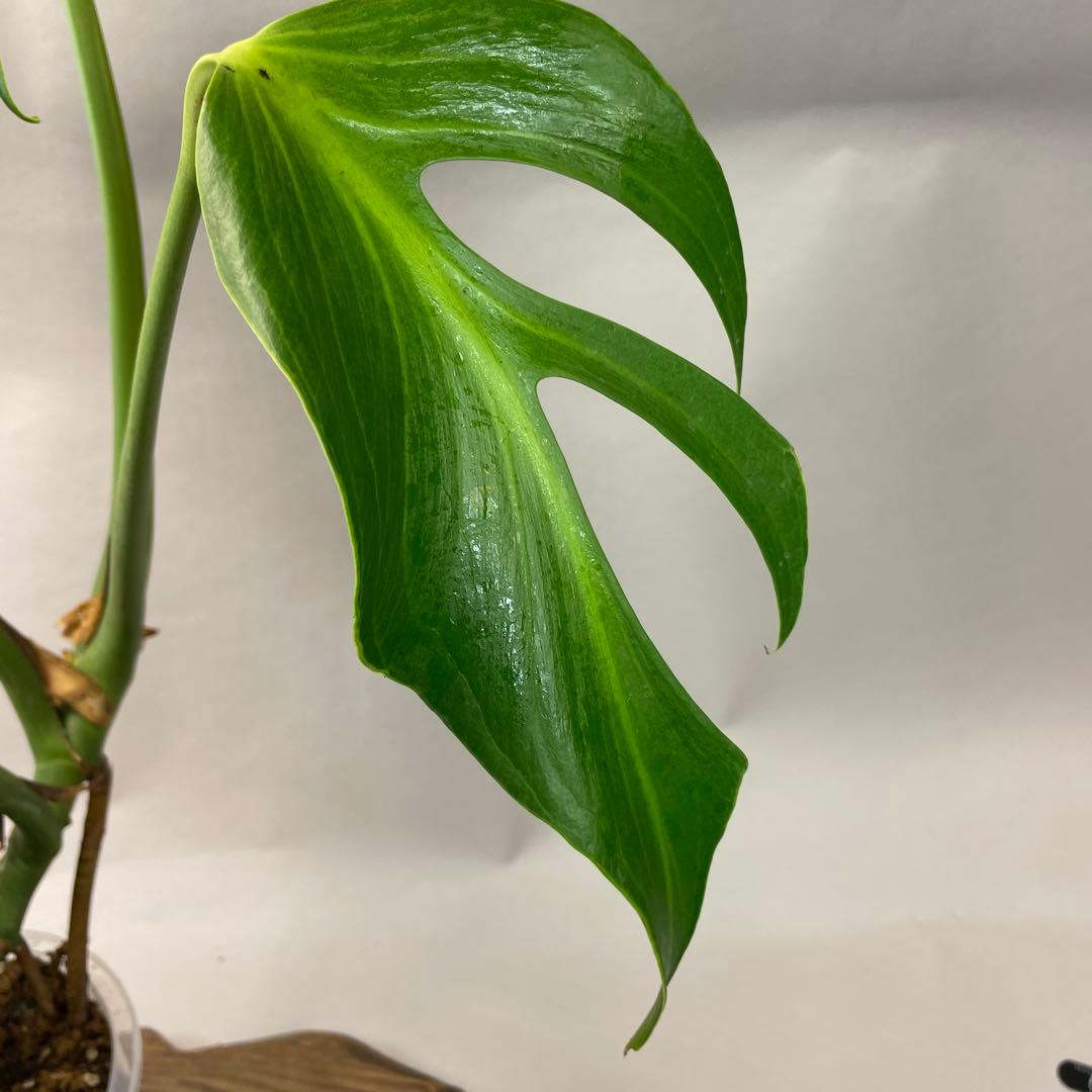 T*I様 a05モンステラ バールマルクスフレーム