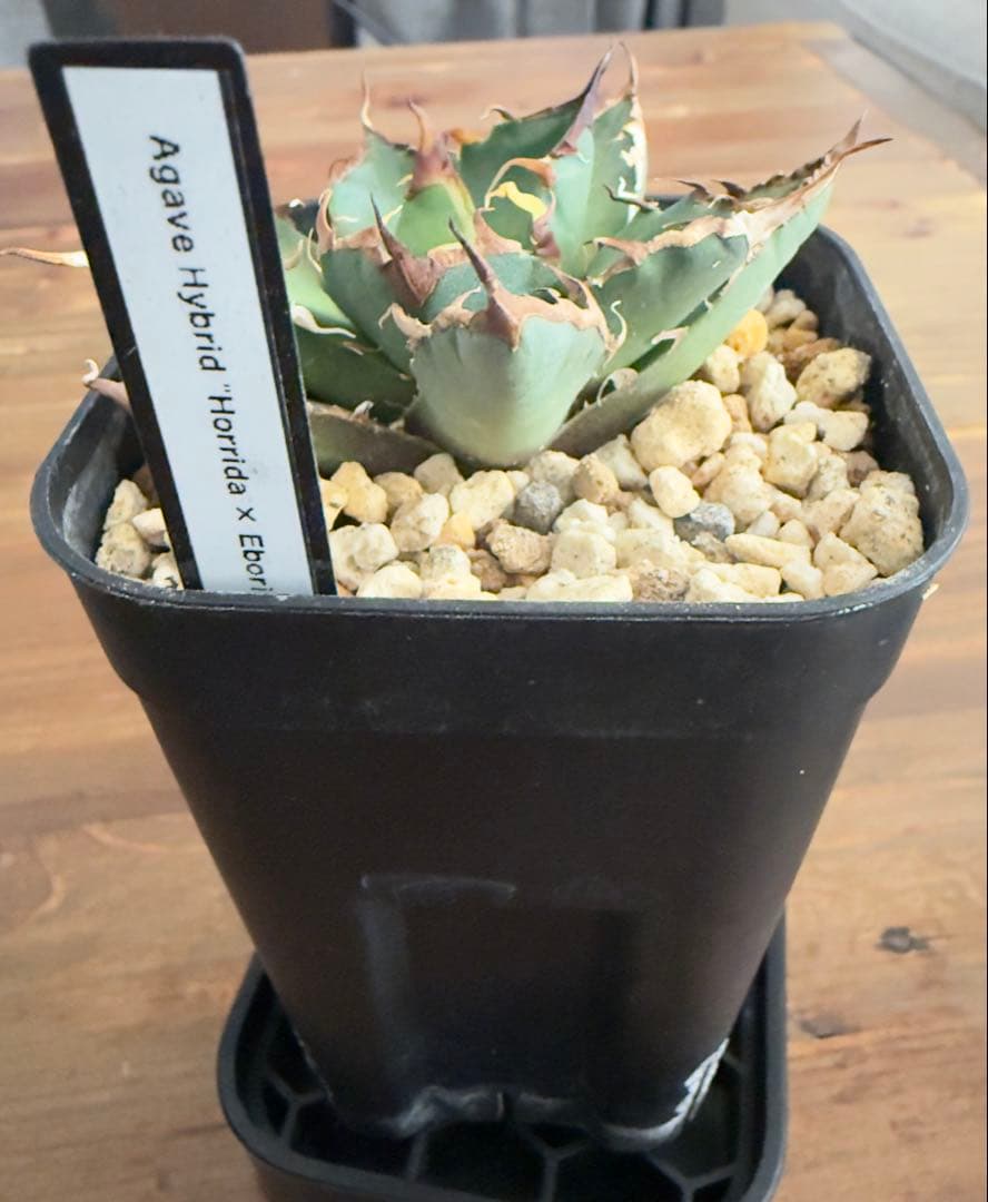 ハイブリッド　アガベ　ホリダ×エボリスピナ