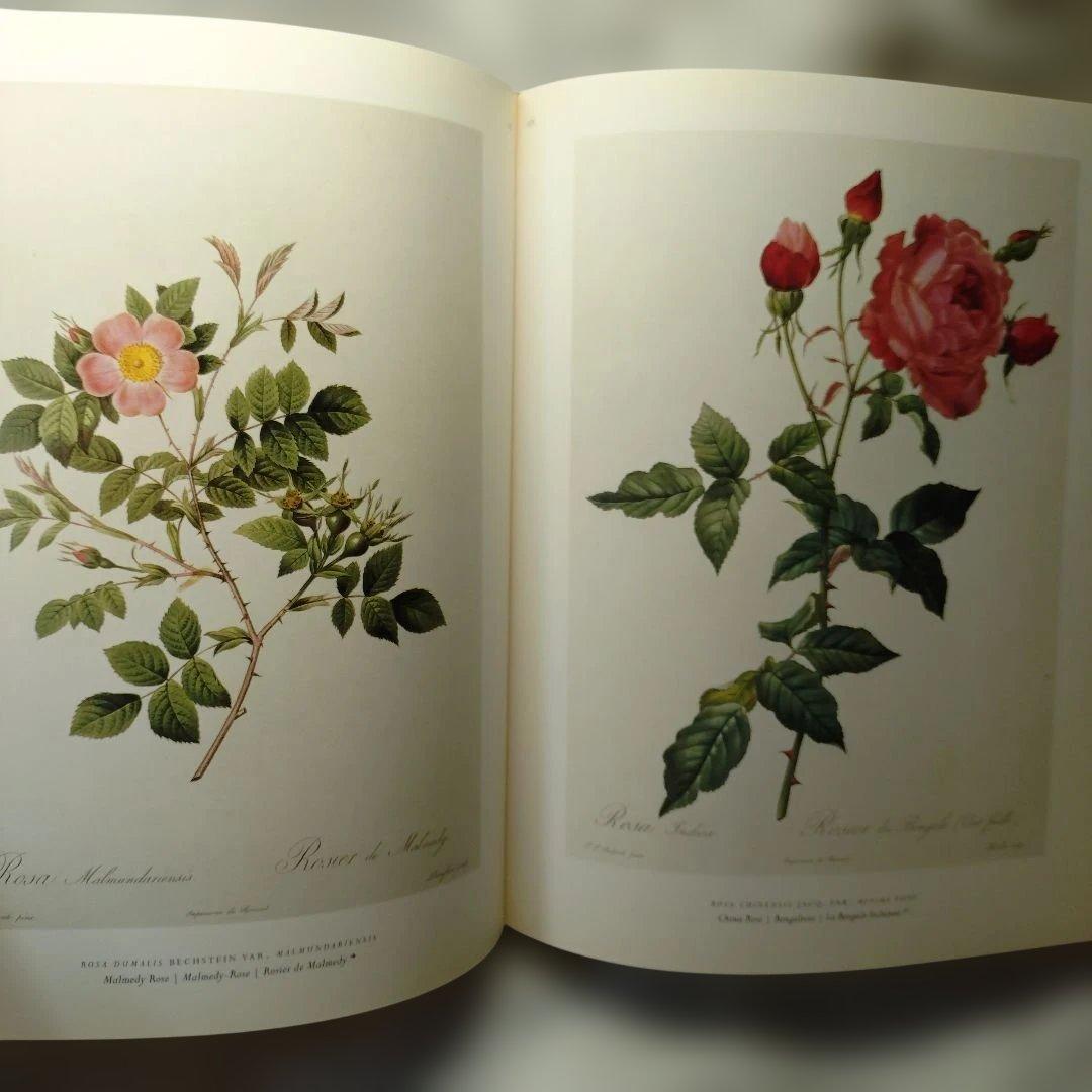 REDUTE ルドゥーテ　バラ