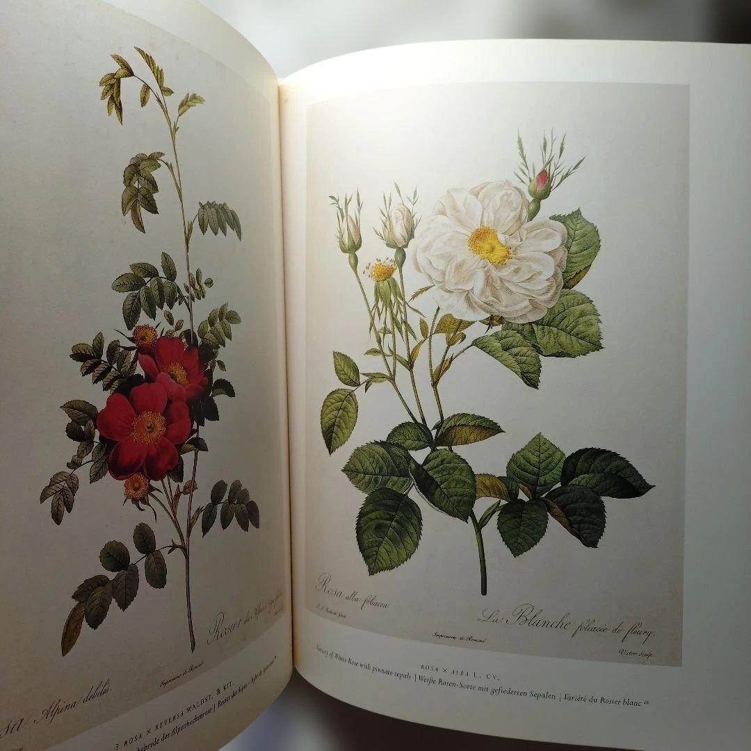 REDUTE ルドゥーテ　バラ