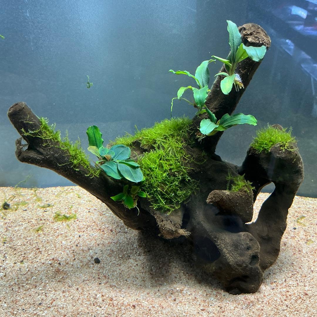 【第四種郵便】良型！ジャワモス活着ブセ2種付流木とG南米プチ