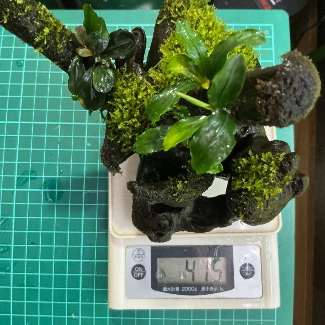 【第四種郵便】良型！ジャワモス活着ブセ2種付流木とG南米プチ