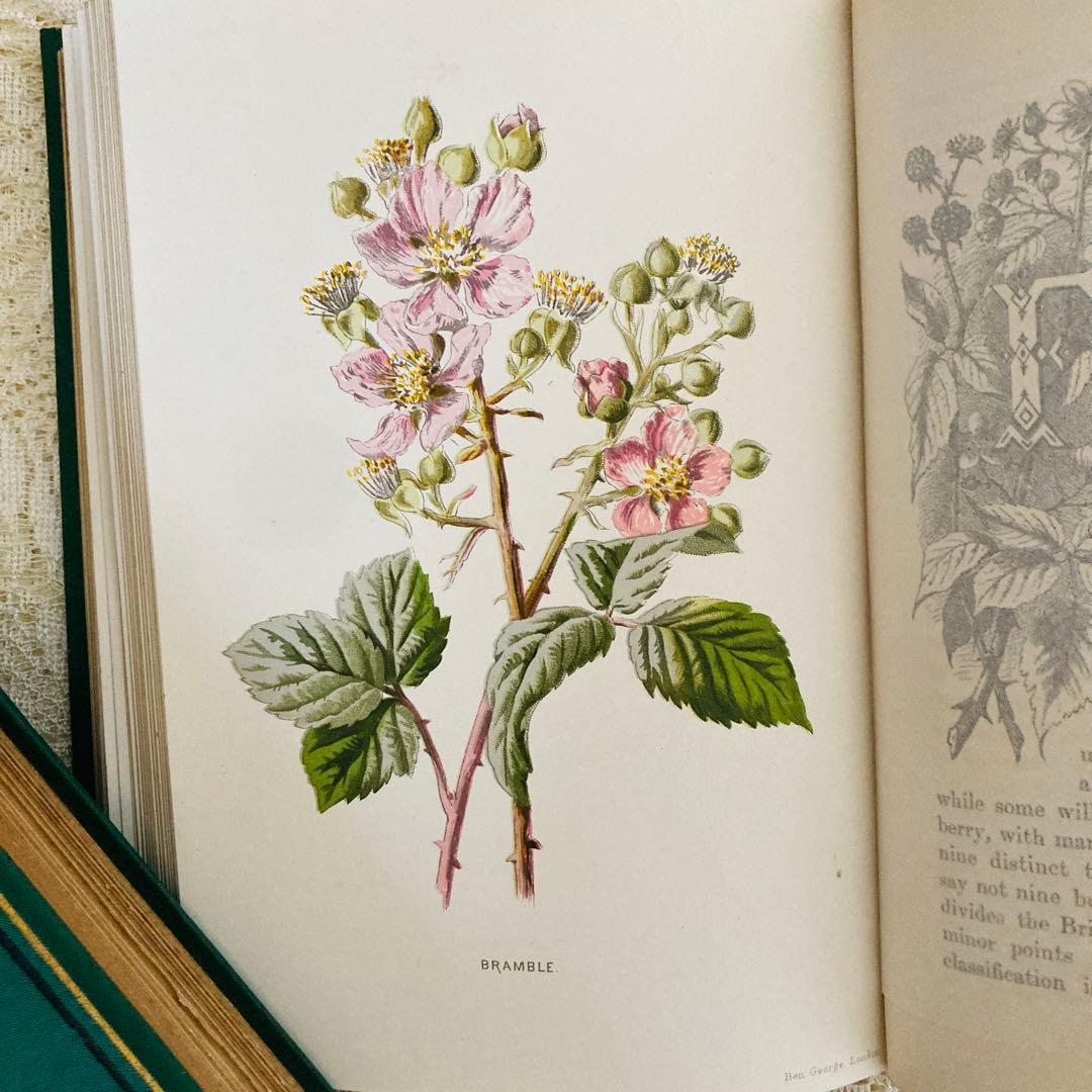 Familiar Wild Flowers　希少なアンティーク植物図鑑　洋書古書