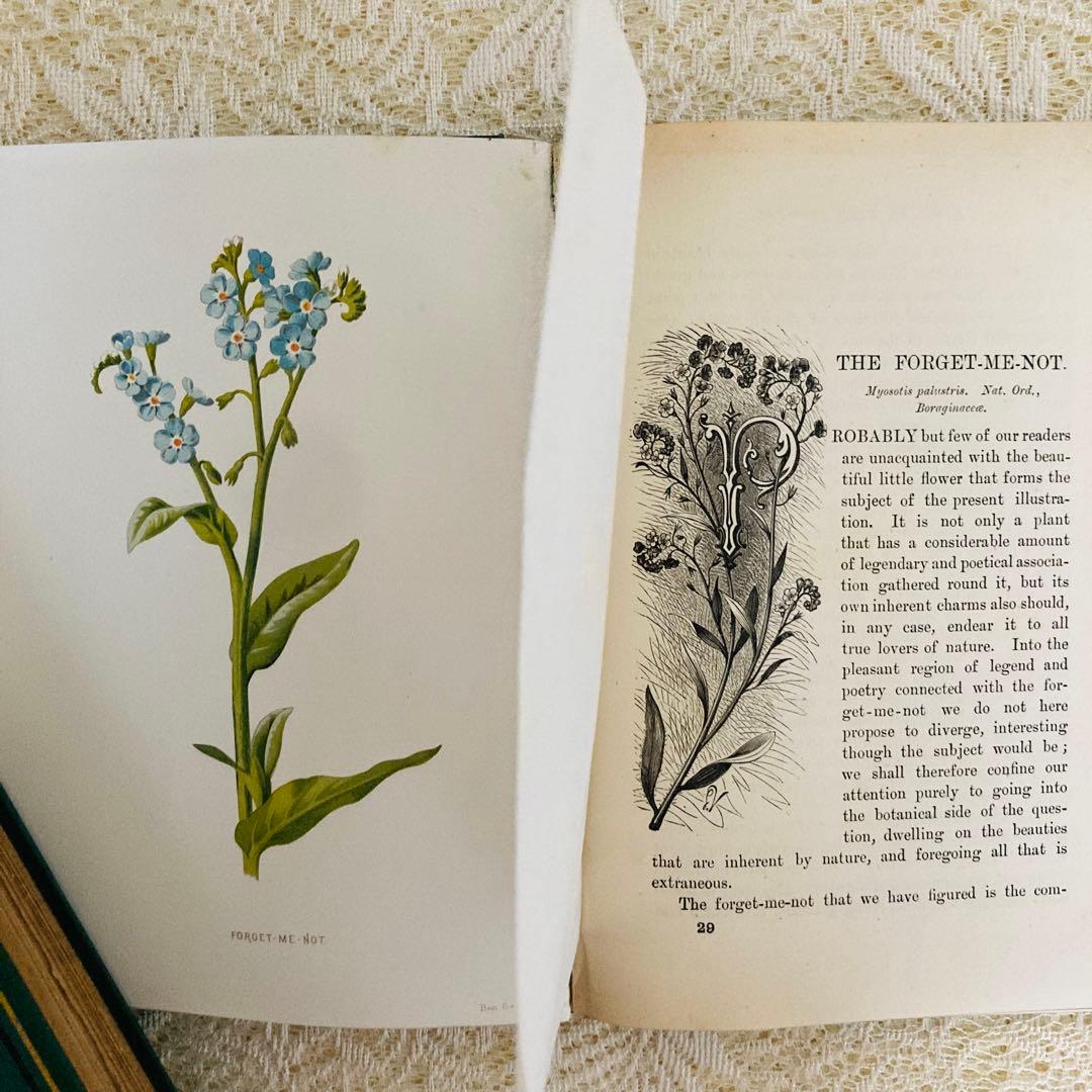Familiar Wild Flowers　希少なアンティーク植物図鑑　洋書古書