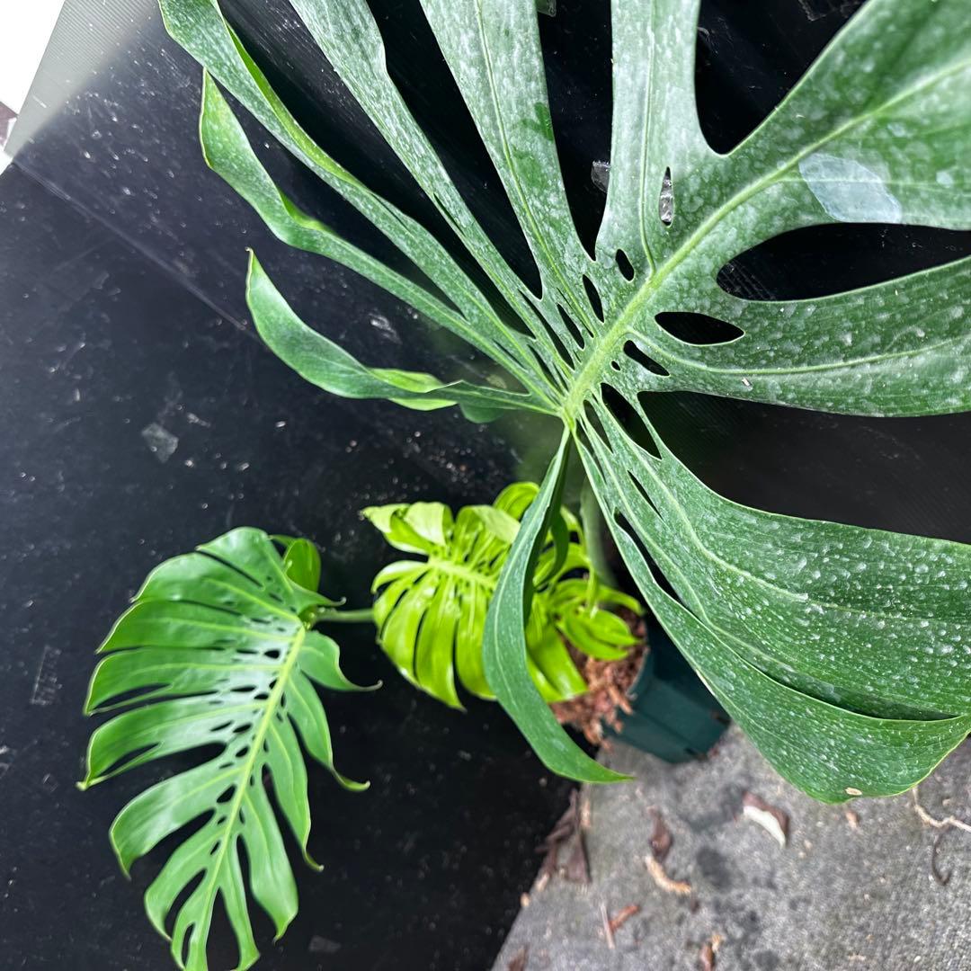 s*8様 モンステラデリシオーサマクロコズム超希少系統鉢植え86㎝