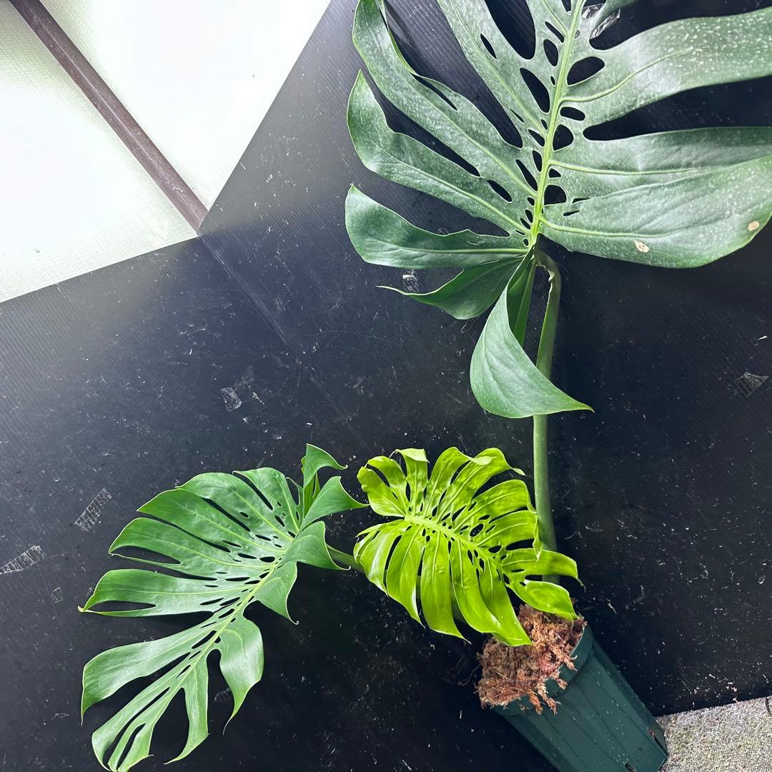 s*8様 モンステラデリシオーサマクロコズム超希少系統鉢植え86㎝