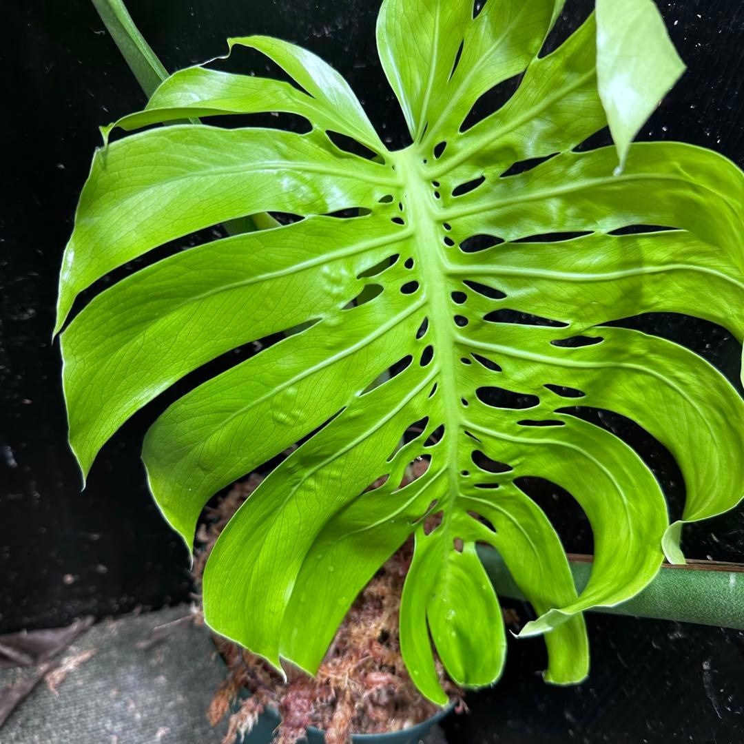 s*8様 モンステラデリシオーサマクロコズム超希少系統鉢植え86㎝