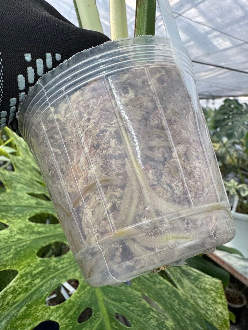 K*様 37モンステラ　ボルギシアナ　x デリシオーサ　ミント　美斑入り健康カッ