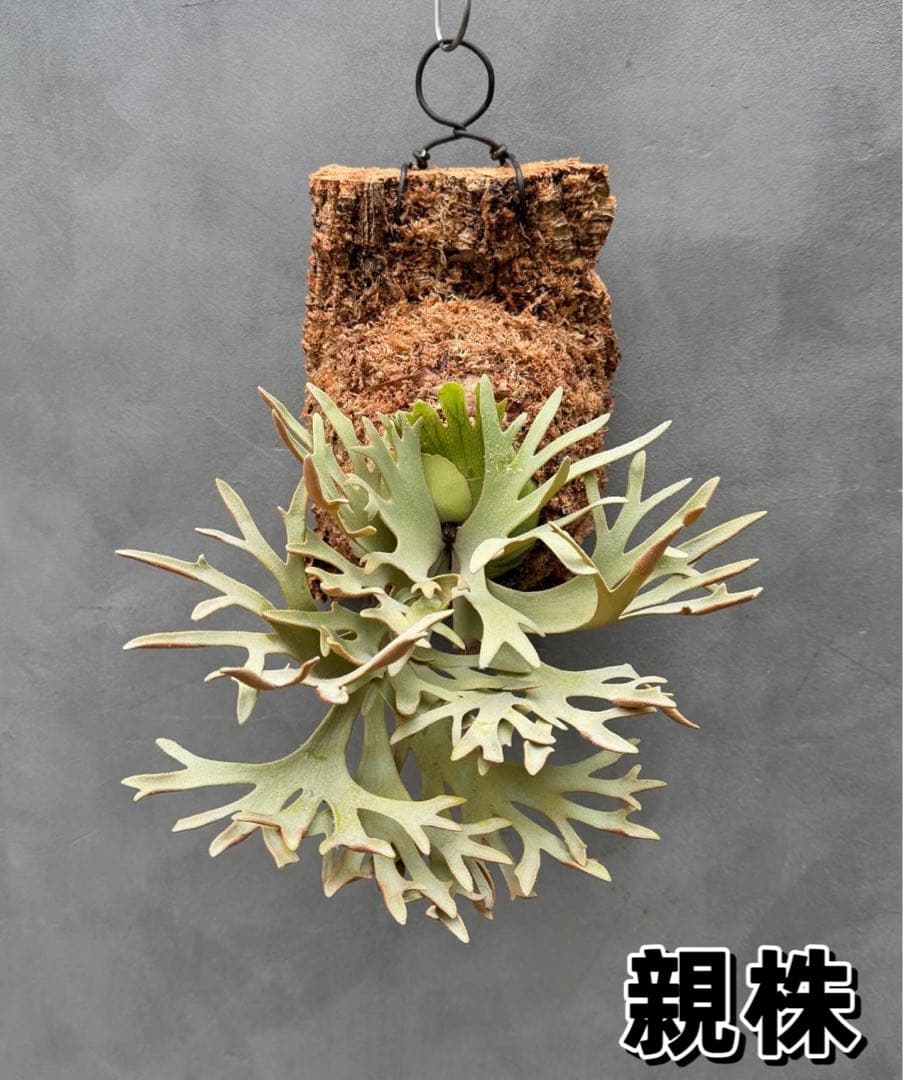 佐*武様 ビカクシダP.willinckii Golden Boy sporeド