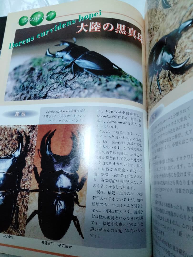 昆虫フィールド 2000　オオクワガタ　ヘラクレス　タガメ