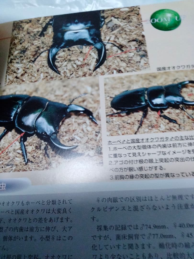 昆虫フィールド 2000　オオクワガタ　ヘラクレス　タガメ