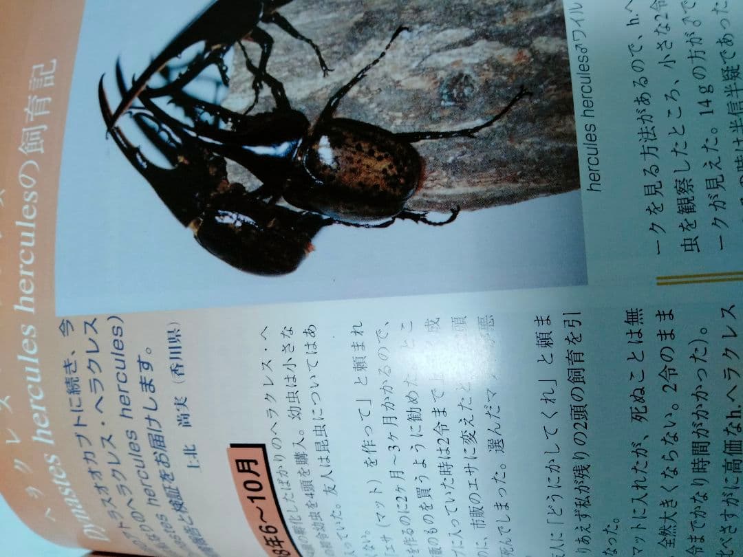 昆虫フィールド 2000　オオクワガタ　ヘラクレス　タガメ
