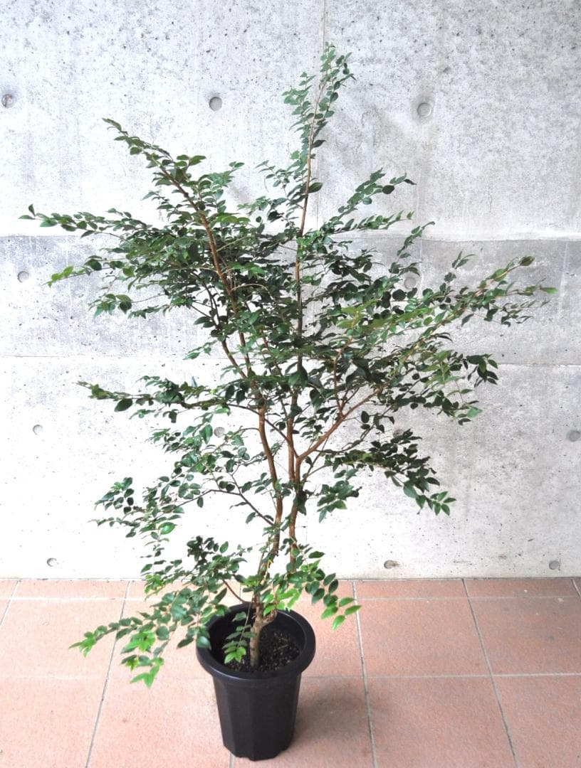 ジャボチカバ 小葉 8号140cm