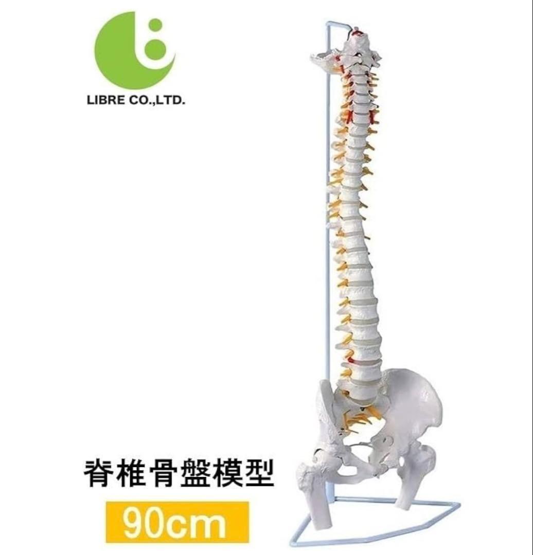 骨格模型　脊椎　背骨