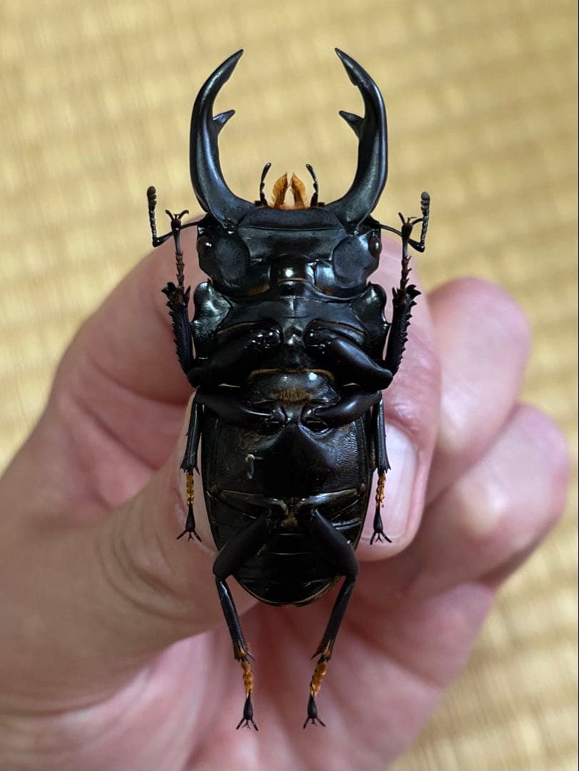 おるなーたMHHC　オオクワガタ　F0 材割成虫59㎜　美形コン2位個体