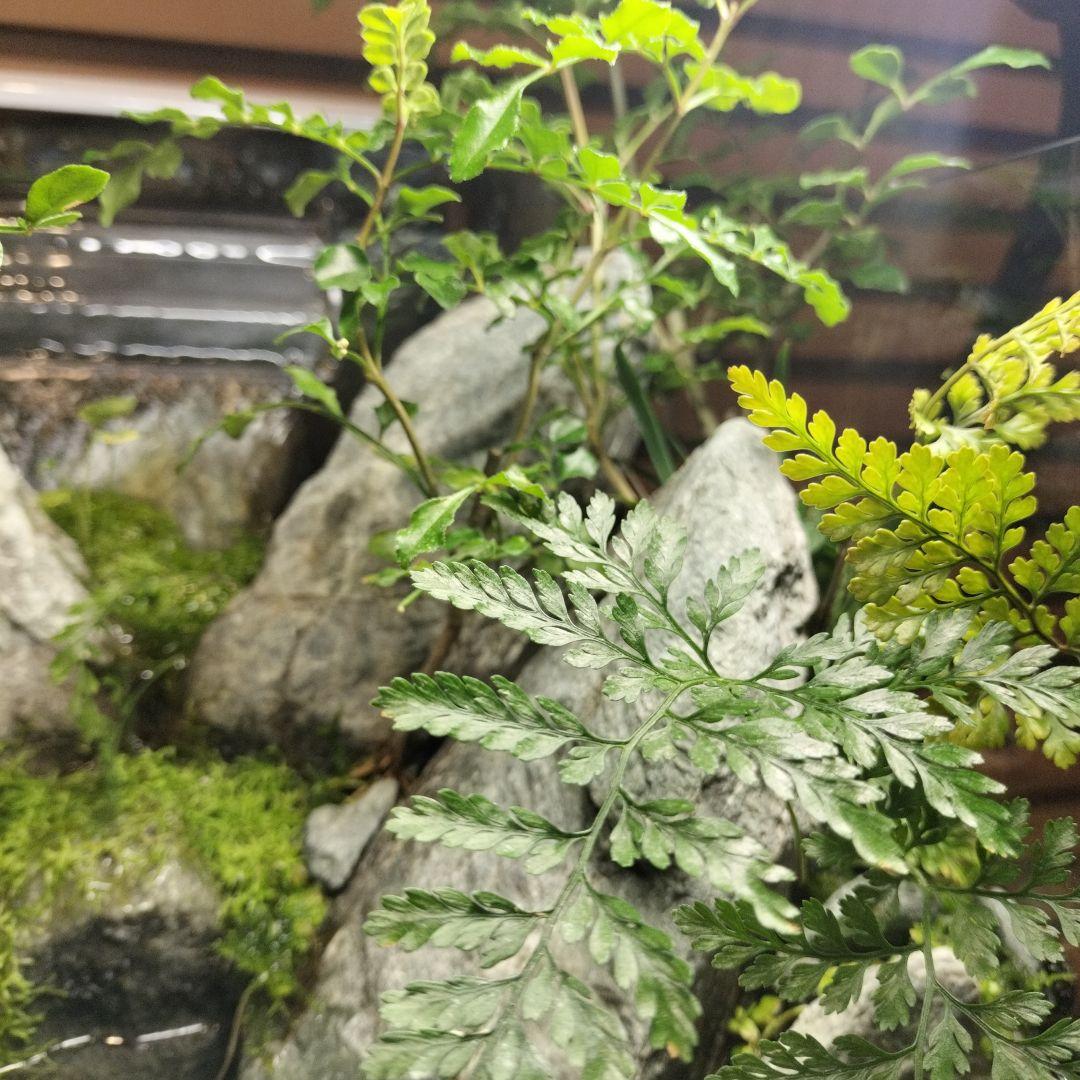 【アクアテラリウム完成品】渓流アクアリウム＋テラリウム30cmキューブ水槽