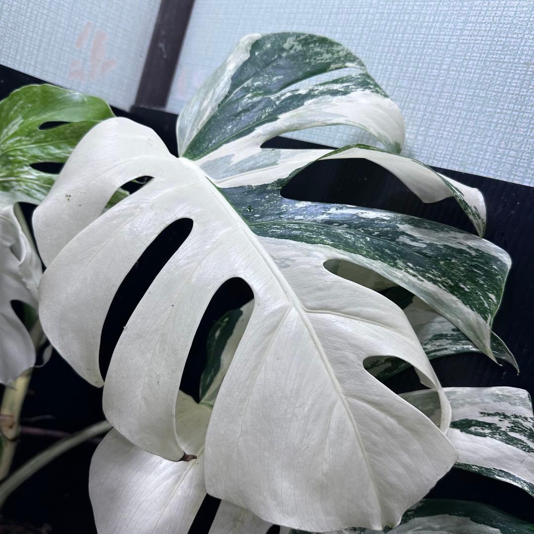 n*k様 斑入りモンステラ ホワイトタイガー極美大株74cm白斑多