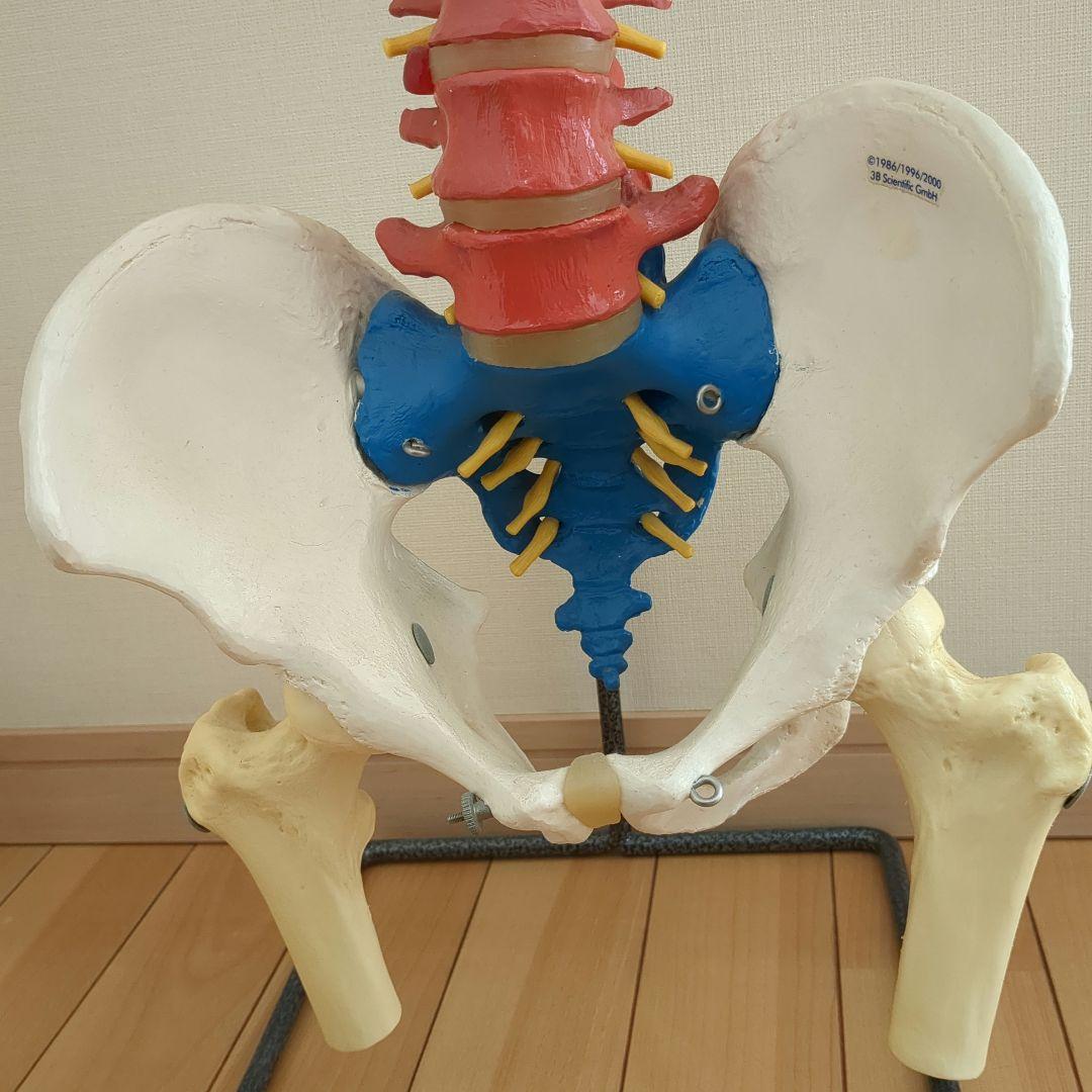 骨格模型　脊柱　骨盤　スタンド付き　カイロ　整体　接骨鍼灸院　背骨　色付き