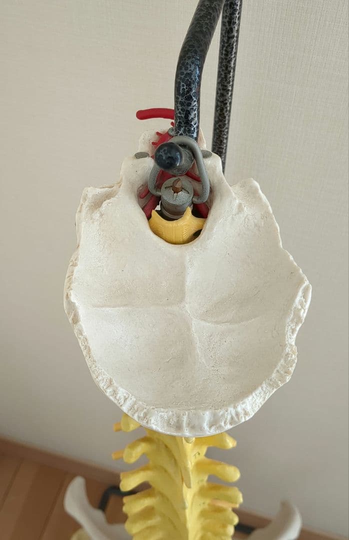 骨格模型　脊柱　骨盤　スタンド付き　カイロ　整体　接骨鍼灸院　背骨　色付き