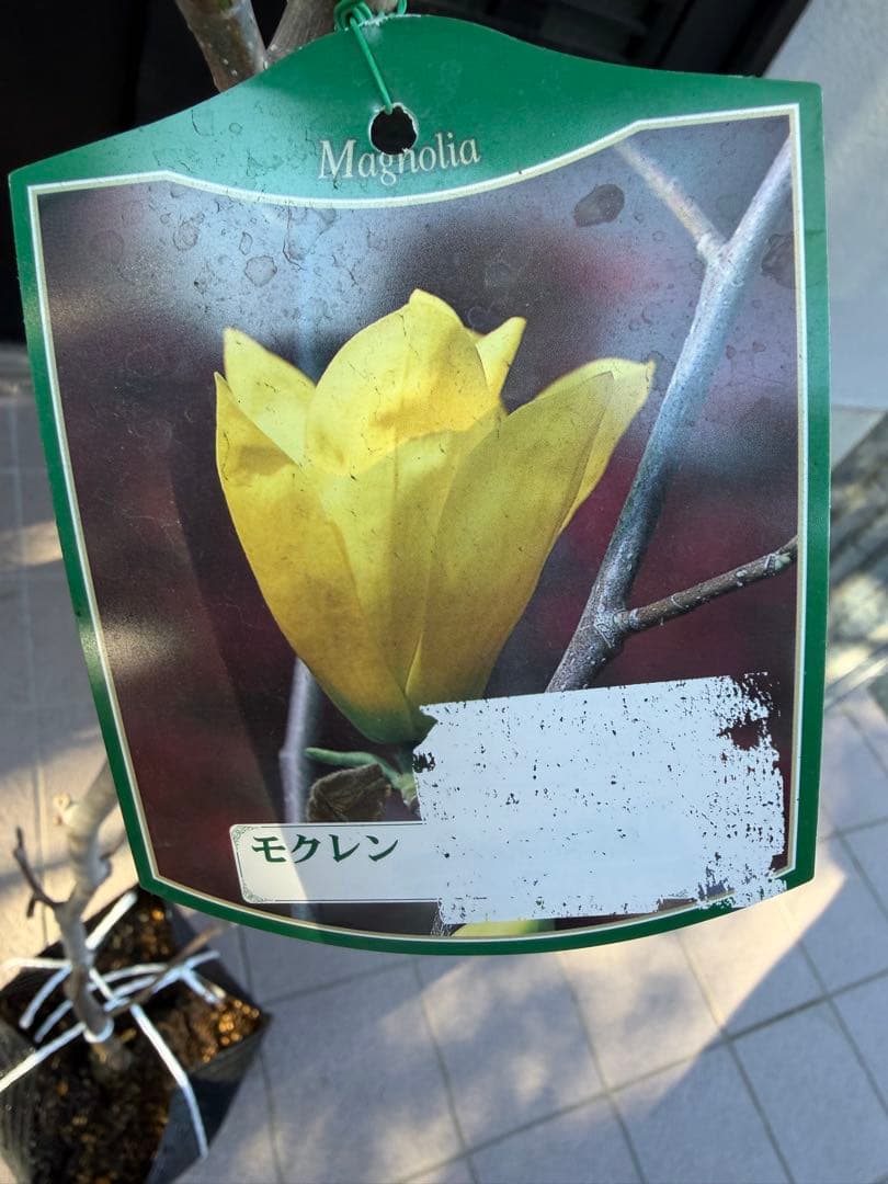 のこのこページ