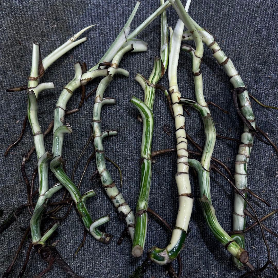 な*け様 斑入りモンステラホワイトタイガー茎7株おまとめ