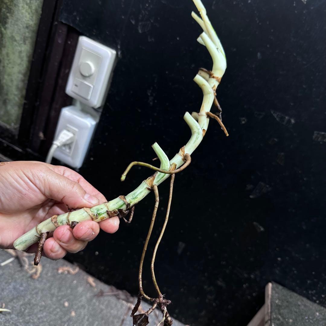 な*け様 斑入りモンステラホワイトタイガー茎7株おまとめ