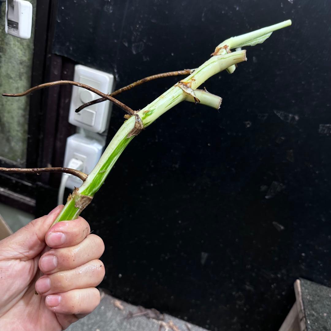 な*け様 斑入りモンステラホワイトタイガー茎7株おまとめ