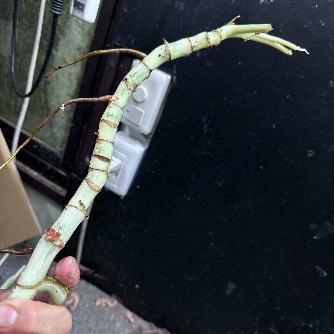 な*け様 斑入りモンステラホワイトタイガー茎7株おまとめ