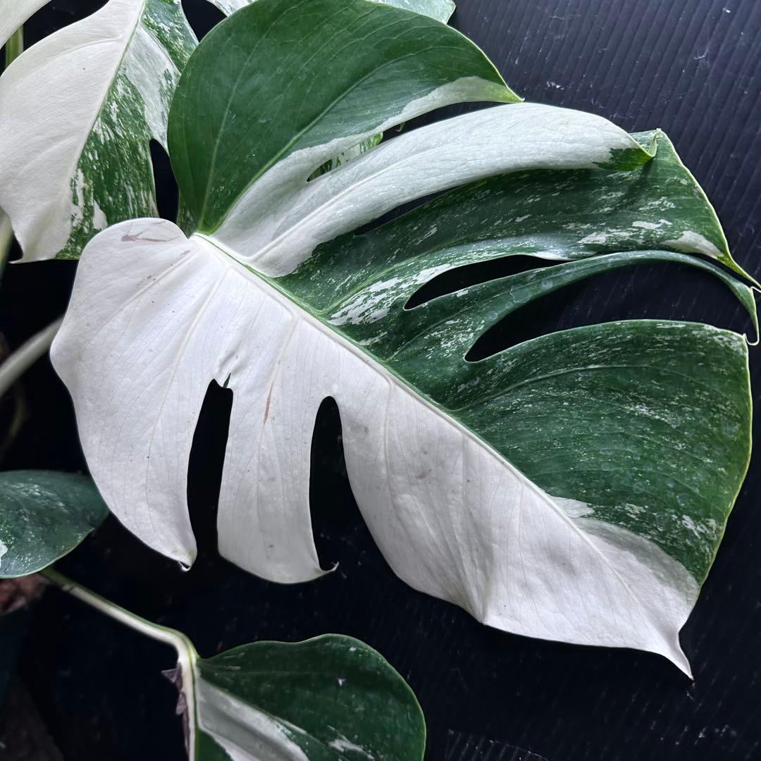 く*※様 斑入りモンステラ ホワイトタイガー極美大株74cm白斑多