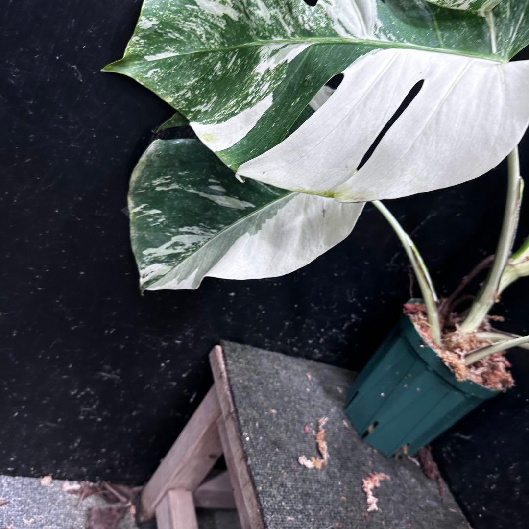 く*※様 斑入りモンステラ ホワイトタイガー極美大株74cm白斑多